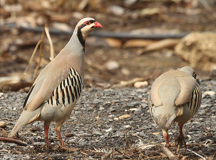  Chukar  Alectoris chukar , Ramot ,Golan 18-02-12  Lior Kislev                     